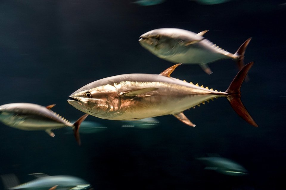 魚類最速の魚版ボルトはいったいどの魚？？瞬間最高時速はなんと100km超え！？