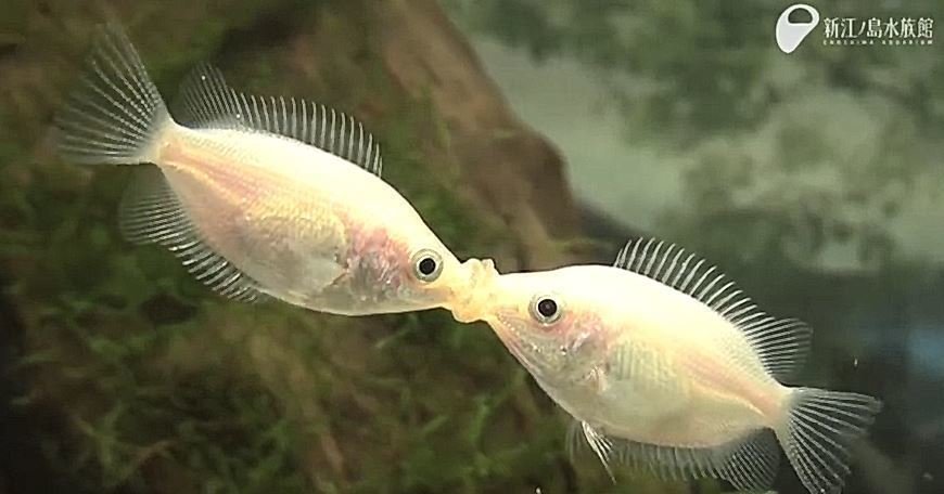 キッシンググラミーという熱帯魚をご存知ですか？？キスする姿が可愛い魚です！