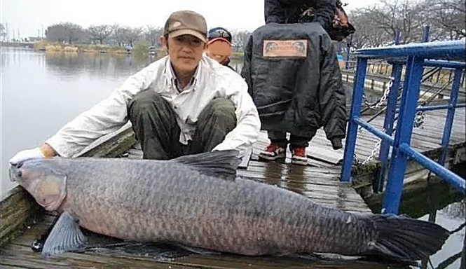 伝説の魚・アオウオ釣りに挑戦!160cmの超巨大淡水魚は絶対一人では釣り上げられない!?釣り人とアオウオの壮絶バトルをご紹介!【動画