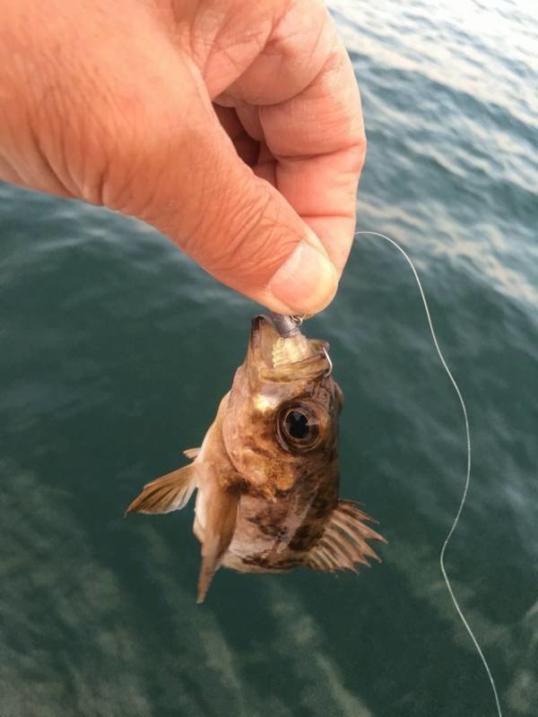 見た目はまるでフナムシ？甲殻類を好む魚を虜にするブリーデン ビーローチとは？特徴や使い方、カラーラインナップをご紹介！