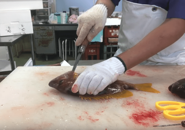 あなたの魚の締め方や血抜きの方法は間違っているかもしれない！？正しい方法を復習しよう！【動画】