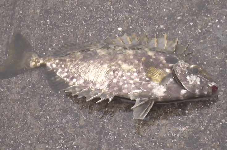 アイゴの釣り特集！トゲが危ない磯魚の値段や釣り方&おすすめ料理法
