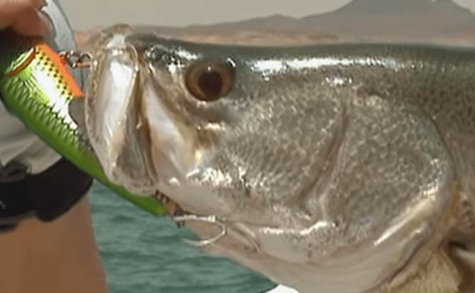 ナイルパーチってどんな魚なの？アフリカに棲む巨大肉食魚をやんわりチェック