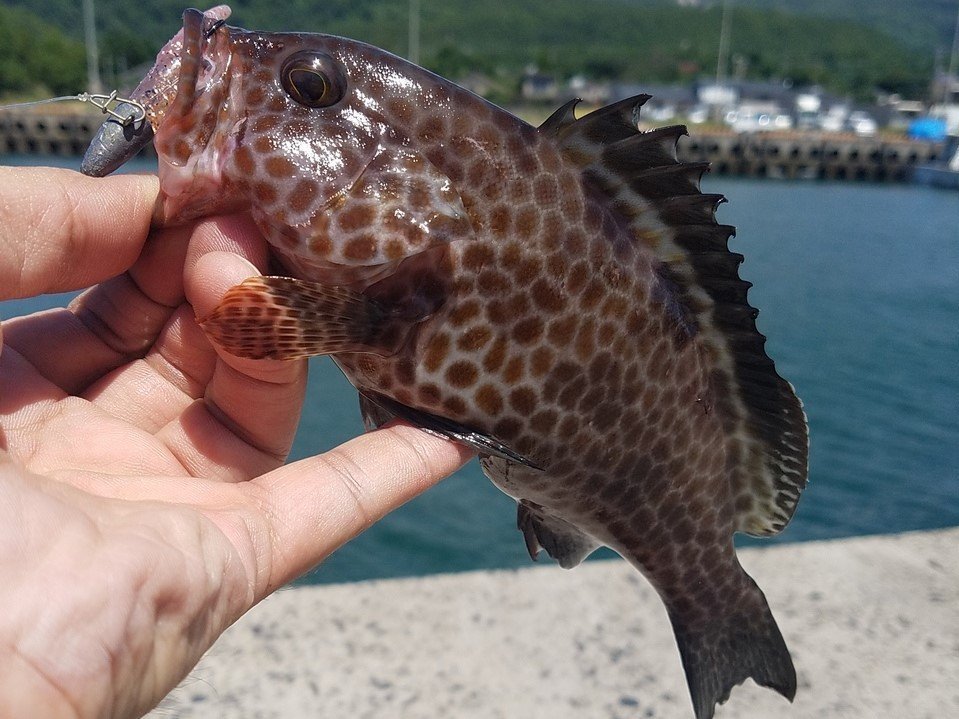 オオモンハタ釣りはひとつテンヤで楽しもう！食べて美味しい高級魚の釣り方や食べ方をご紹介します！