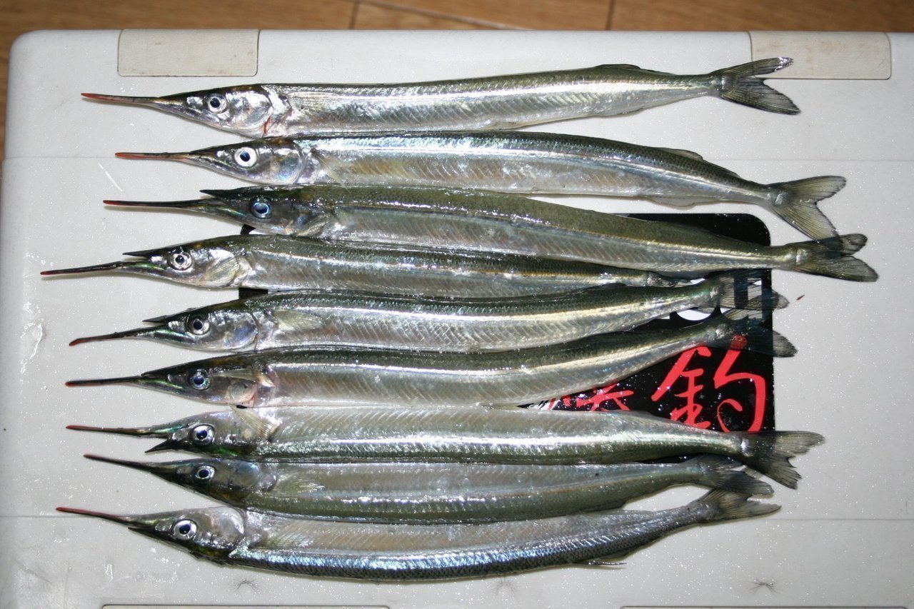 サヨリが釣れたら美味しく食べよう！サヨリのおすすめレシピ