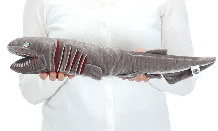 ラブカってどんな魚なの？ゴジラ第1形態に似た深海サメを詳しくチェック