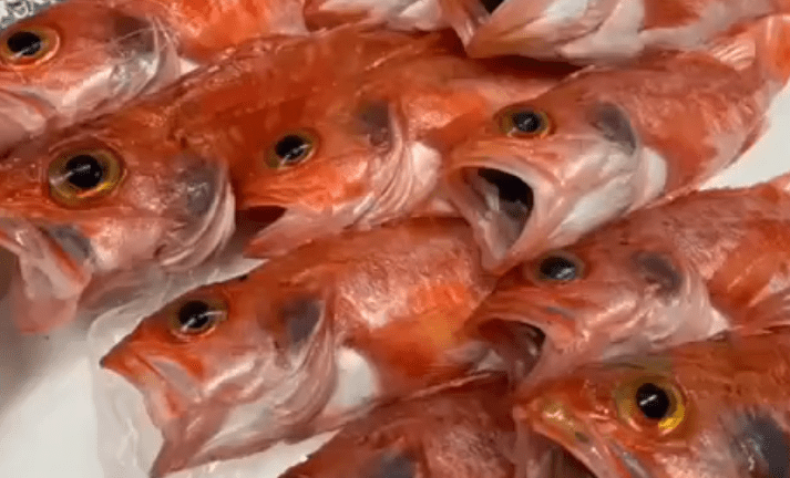 ユメカサゴってどんな魚なの？ノドグロとは違う？特徴や食べ方・釣り方をチェック