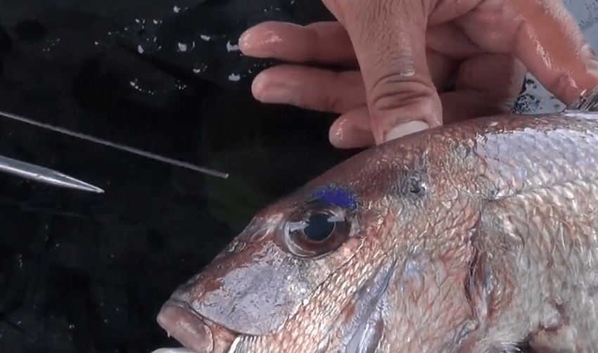 活け締めのやり方をマスターして釣った魚を美味しく食べよう！おすすめアイテムも特集