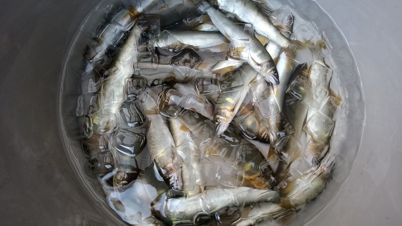 アユ釣りの道具の値段を他の釣りと徹底比較。修理方法も紹介！アユ釣りの最初のハードルを克服できるか！