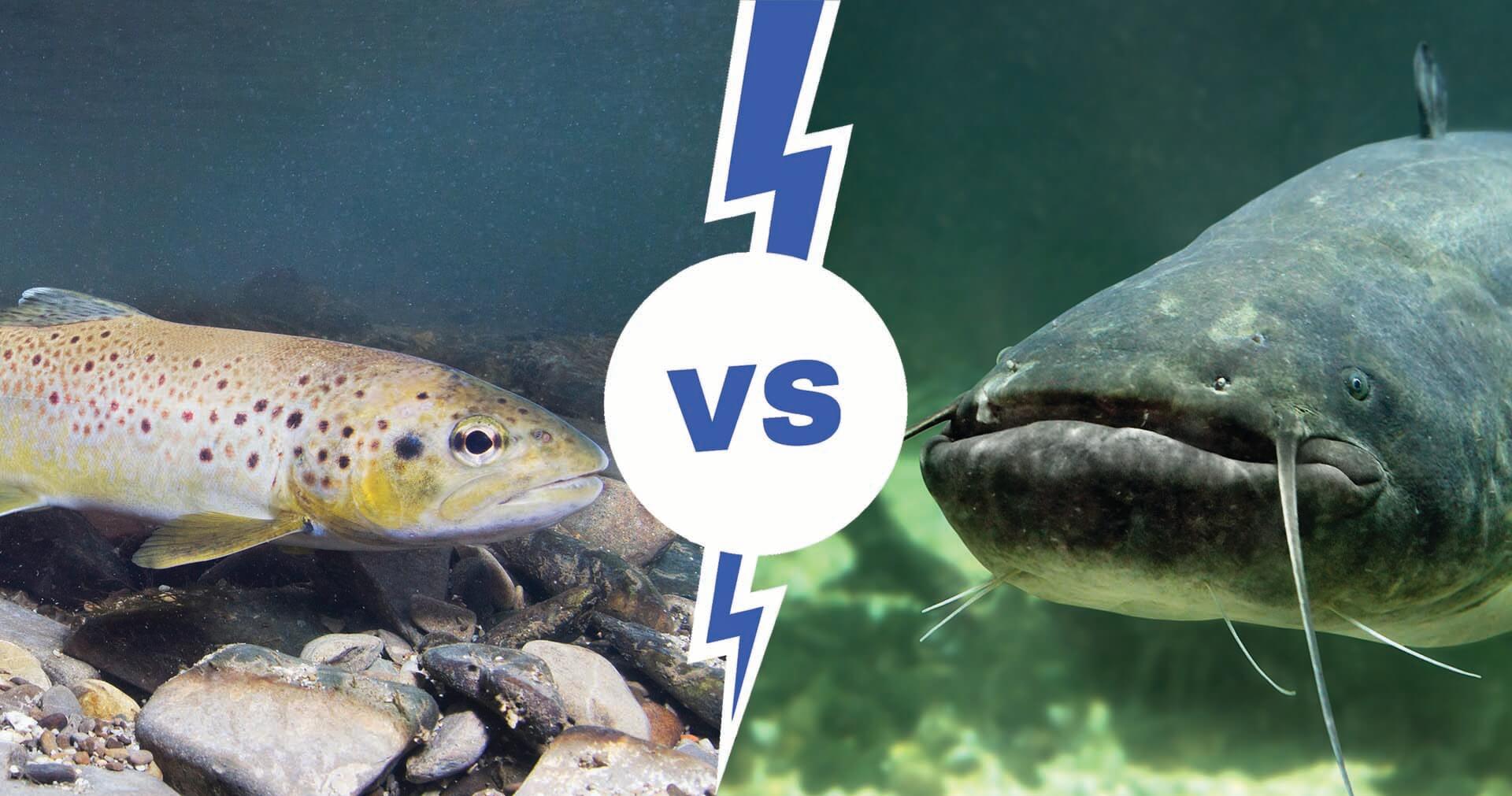 Trout vs. Catfish Unveiling the Secrets of Two Iconic Fish Fishing