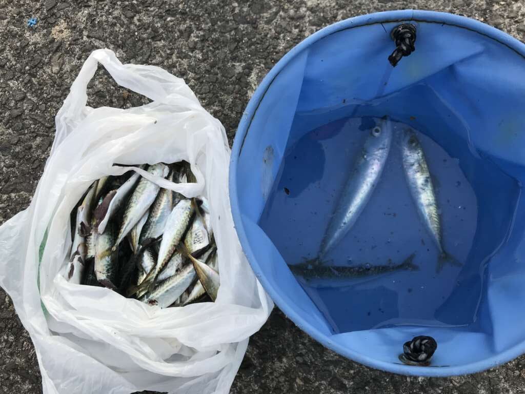 リアルタイム中に豆アジが釣れていました！！