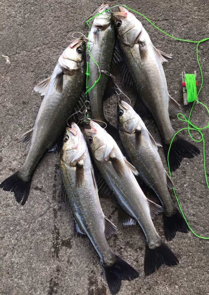 南芦屋浜のエビ撒きは今が最盛期！？ フィッシングマックス 関西の釣果大阪･神戸･和歌山の釣果情報