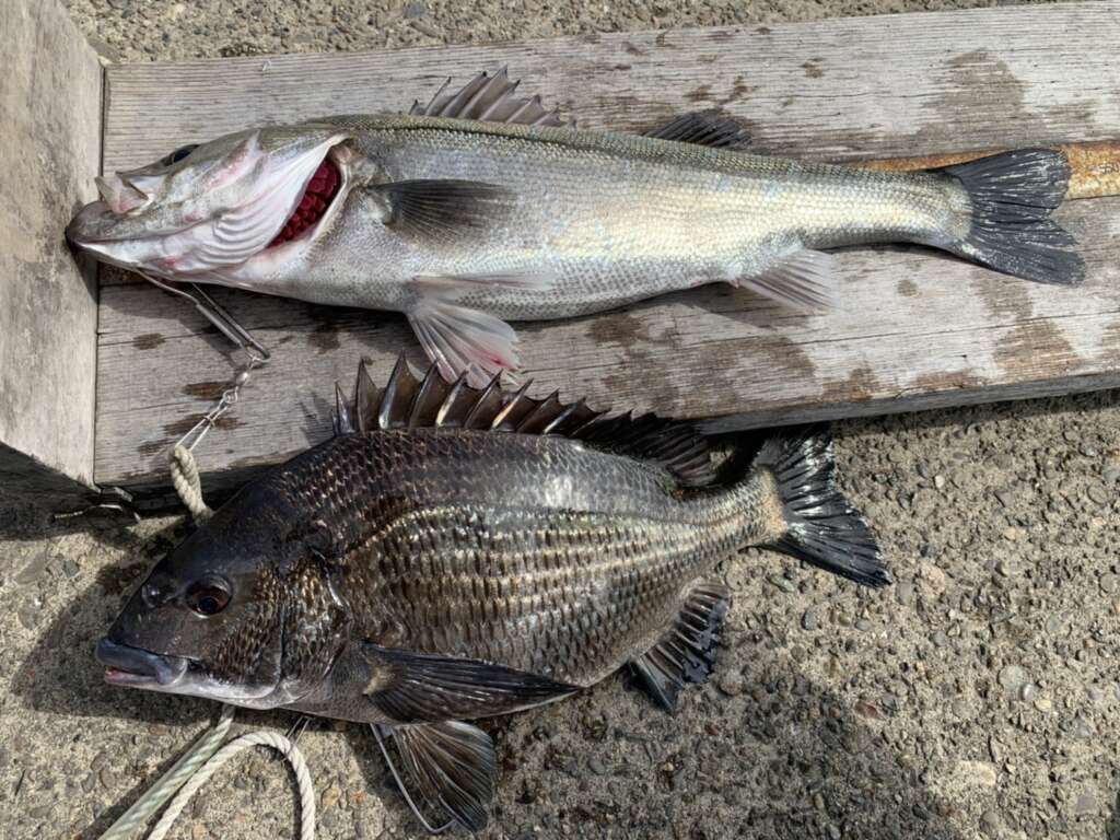 沖の北 エビ撒きでハネ52.5cmとチヌ41.7cmGET♪