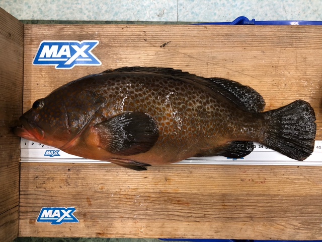 釣り方はブツエビのエビ撒き釣りです。