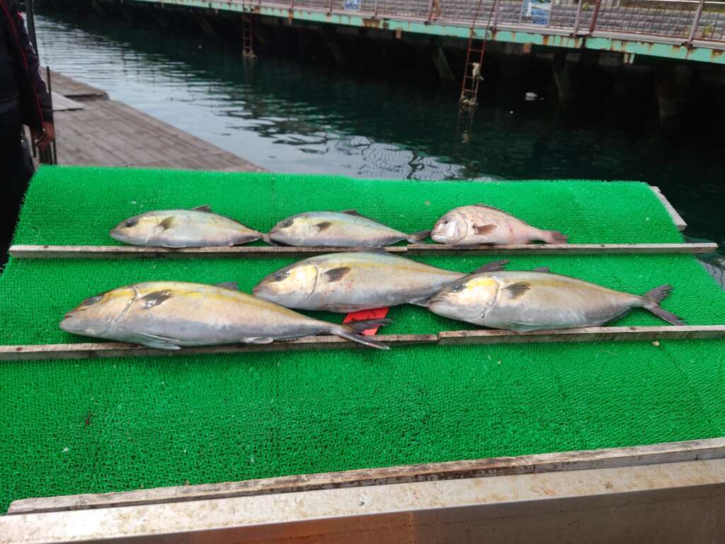 いろいろ ウマヅラハギ 釣り堀 228378ウマヅラハギ 釣り堀 Irasujoz4fpo