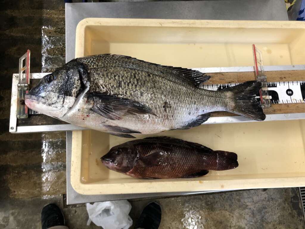 竜さまより釣果お持ち込みをいただきました！