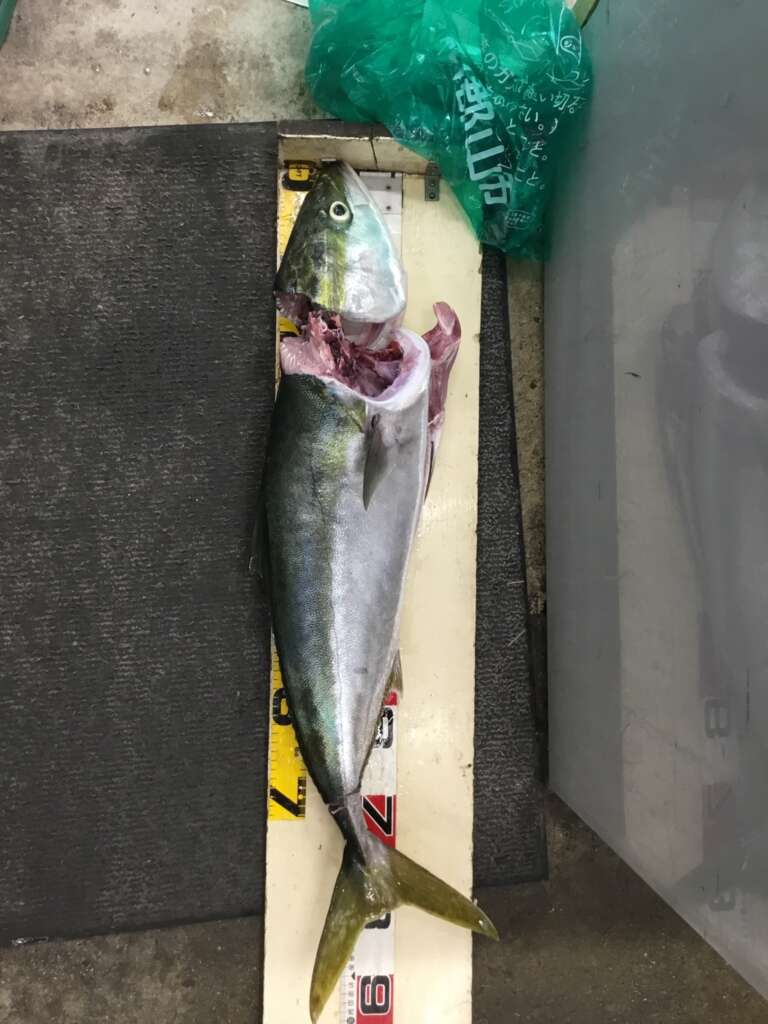 List Of 神戸 空港 釣り 釣果 For You