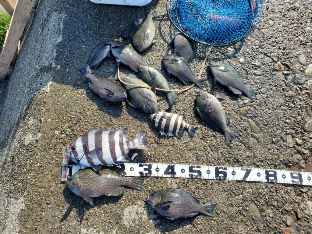 すこし安定して入荷していますシラサエビ。魚種豊富に狙えるエビ撒き釣り、如何でしょうか。