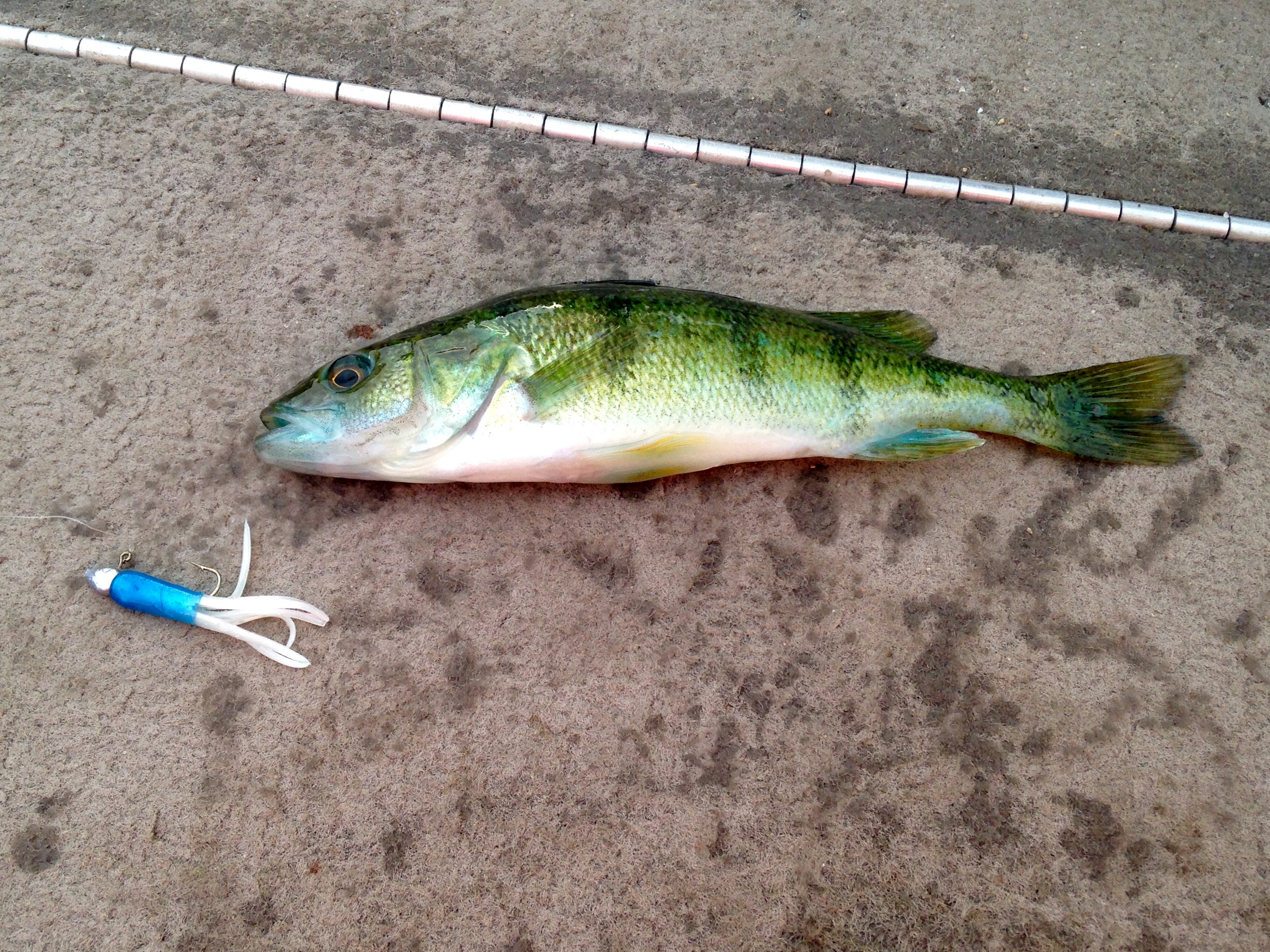Bowstring blue perch Bemidji Area, Cass, Leech and Winnibigoshish Lake Fishing Reports