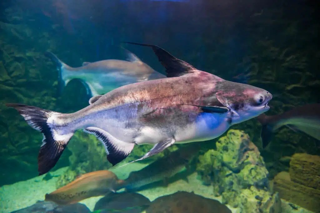 What is a Pangasius Fish? Fishing Munk