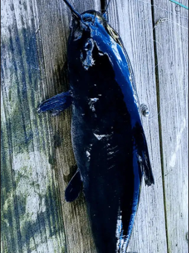 Do Catfish Have Scales? A Closer Look Fishing Munk