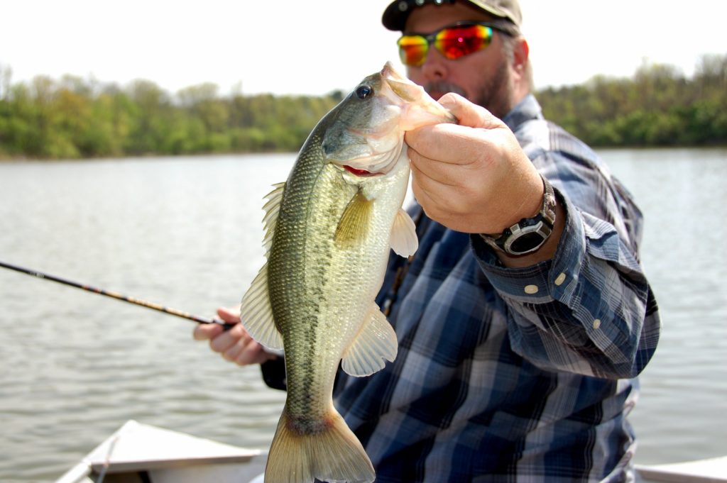 Best Swimbait Gear for Largemouth Bass Set up Right