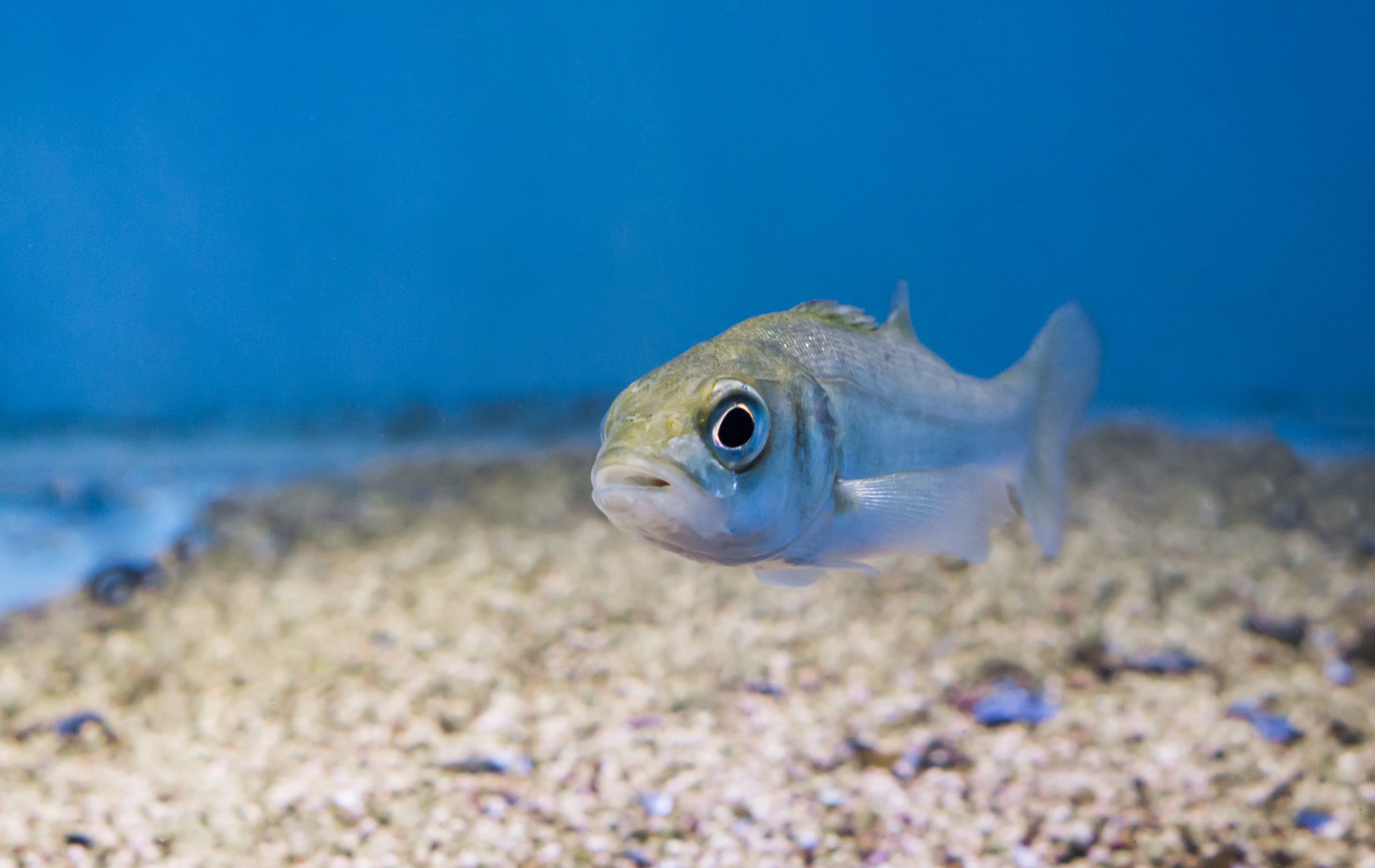 What do Bass Eat? 5 Best Live Baits for Catching Bass