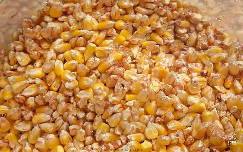 How to cook Chocolate Corn / Maize for fishing I Old School Carp Bait I