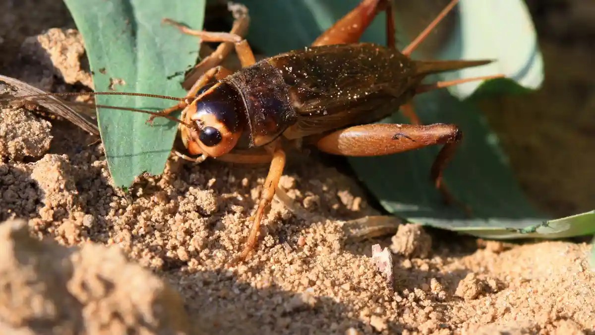 Surprising Benefits Revealed Why All Anglers Should Master How to Fish