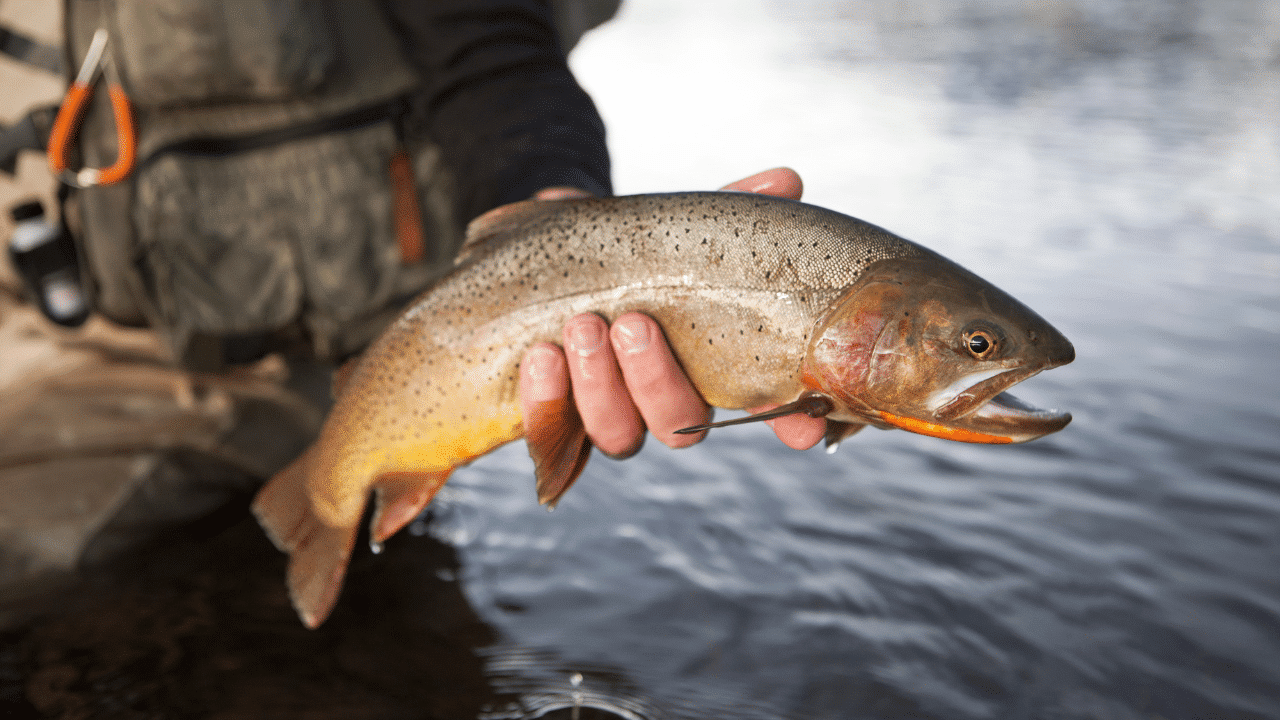 10 Best Trout Spinning Reels In 2022 (Expert Buying Guide)