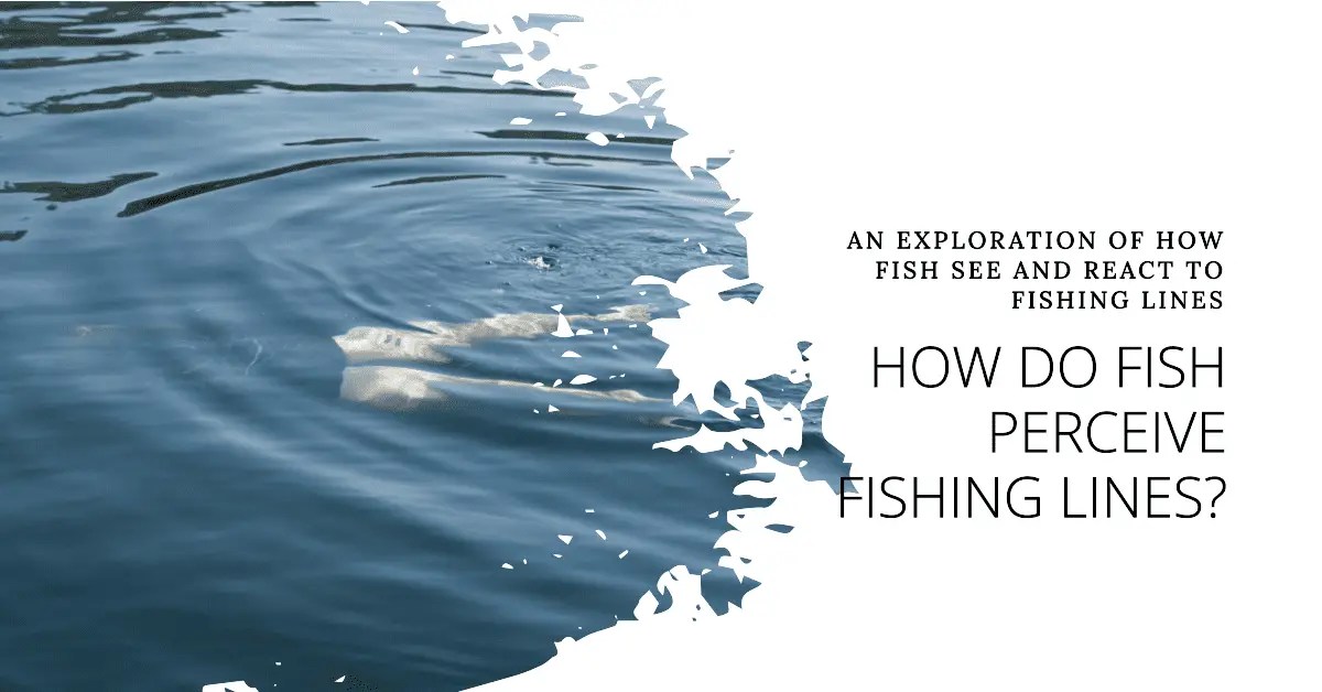 Can Fish See Fishing Line Explore How Fish Perceive Lines