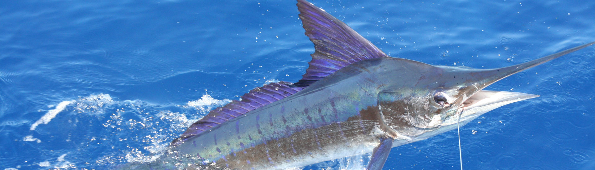 Fishing Status Local fishing forecast, reports, spots, and more.