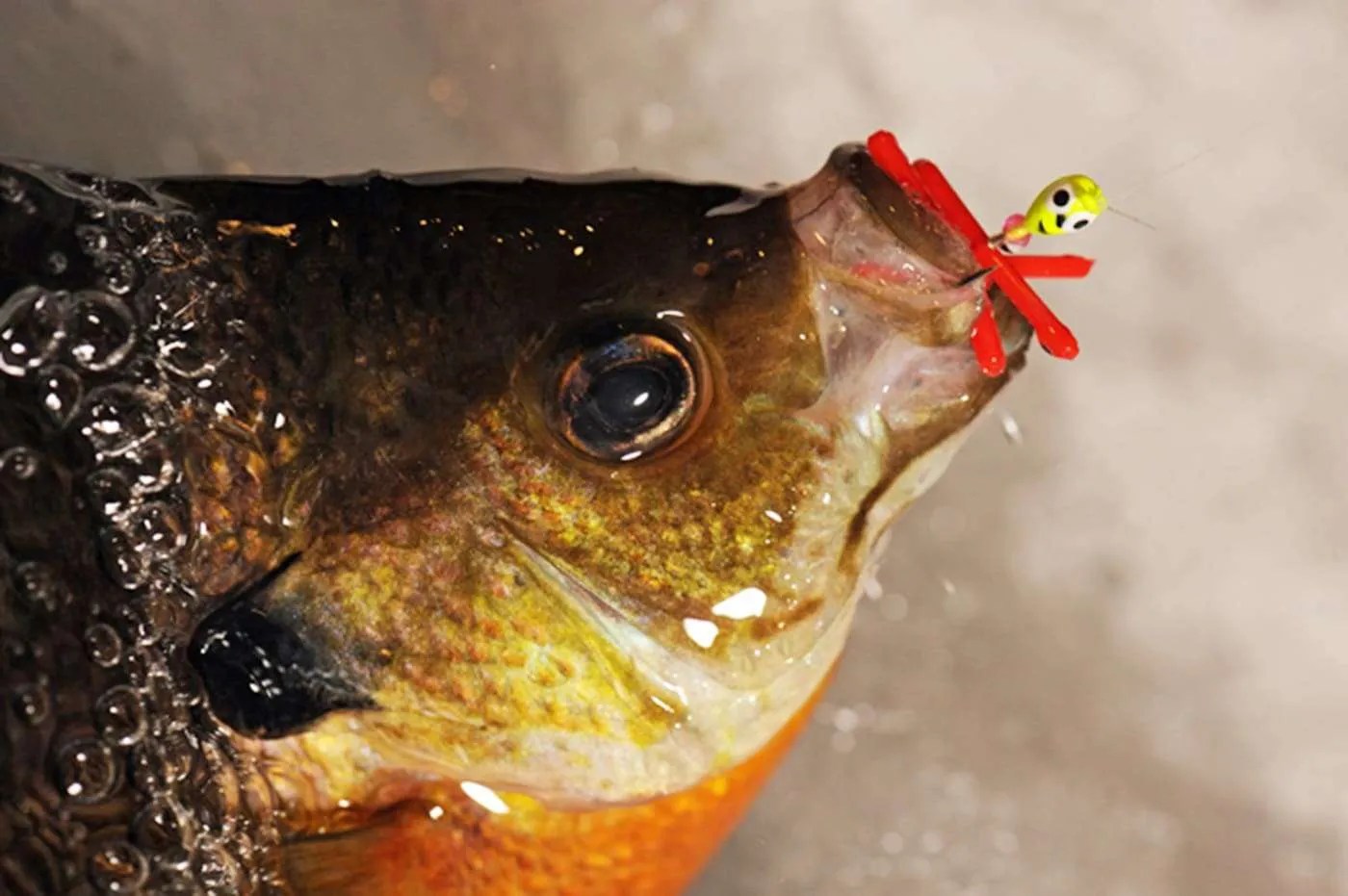 Nuclear Ant Drops the Bomb on Last Ice Panfish