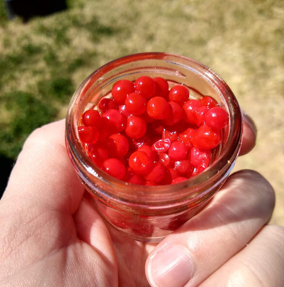 Best Trout Fishing Bait FishingWithBait