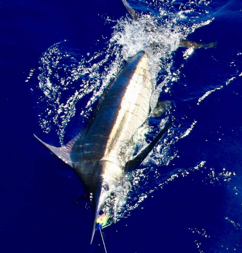 Exmouth Game Fishing Club 2016 Heavy Tackle Tournament Fishing World