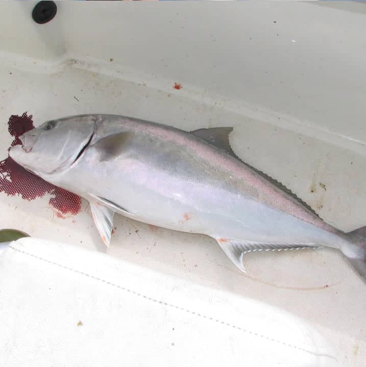 Pompano, Permit, Amberjack, Crevelle, Yellow Jack Key West Fishing