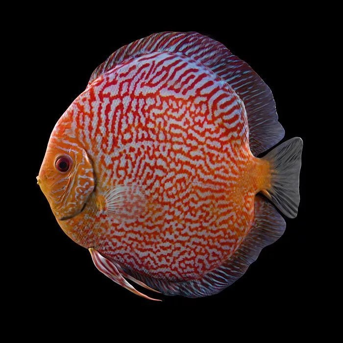Discus Fish Definitive Care Guide