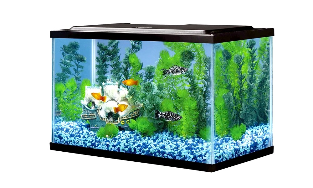 A Complete Guide to 5 Gallon Fish Tanks