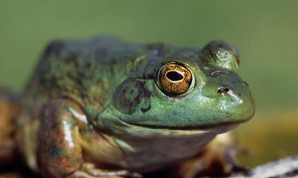 The 7 Best Freshwater Frogs You Can Keep in a Koi Ponds