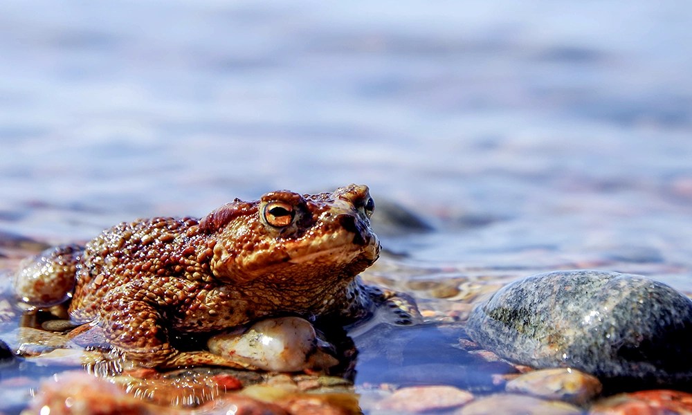 The 7 Best Freshwater Frogs You Can Keep in a Koi Ponds