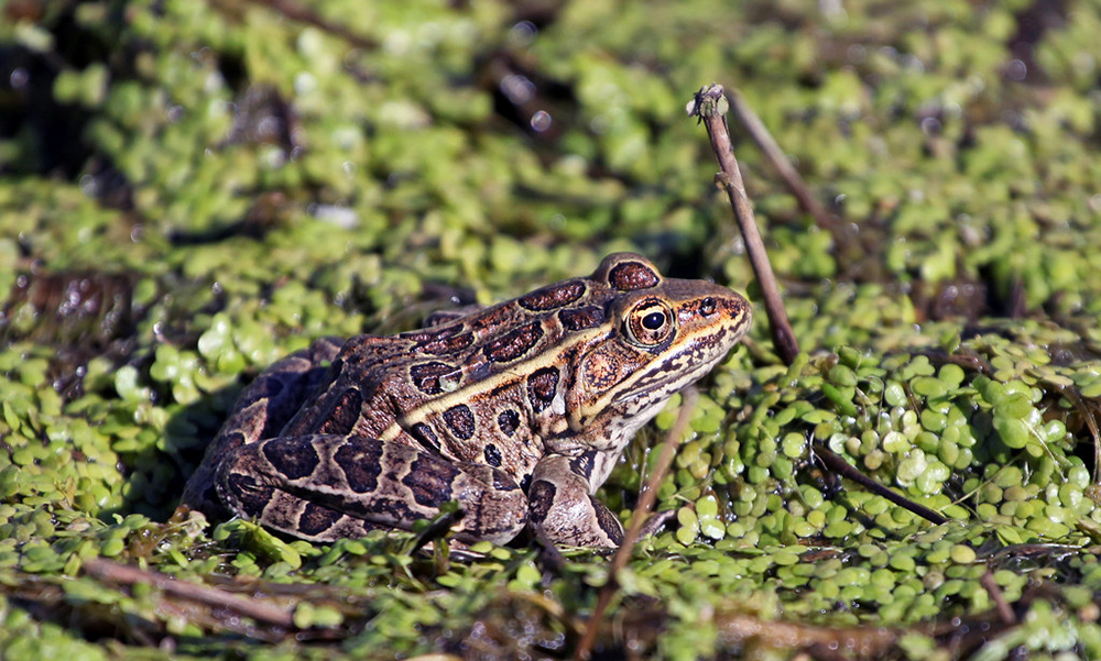 The 7 Best Freshwater Frogs You Can Keep in a Koi Ponds