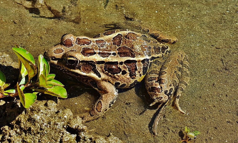 The 7 Best Freshwater Frogs You Can Keep in a Koi Ponds