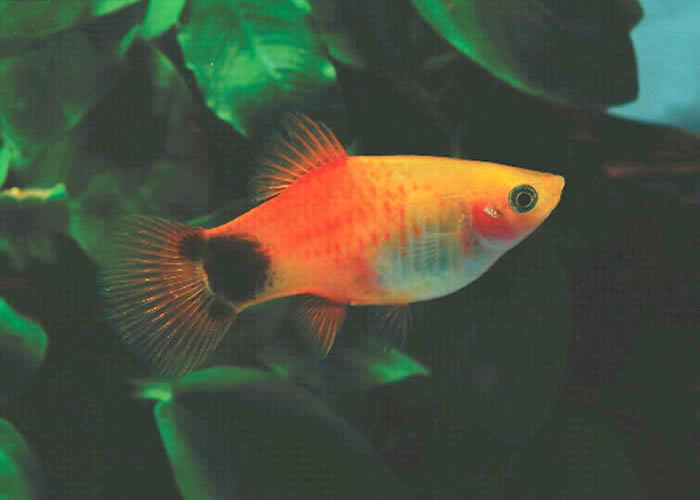 Mickey Mouse Platy fishjournal