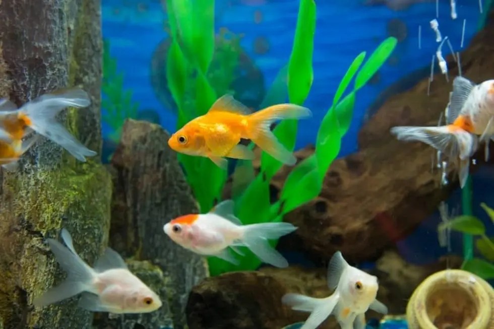 How Do I Increase Good Bacteria In My Fish Tank? Fish Keeper Guide