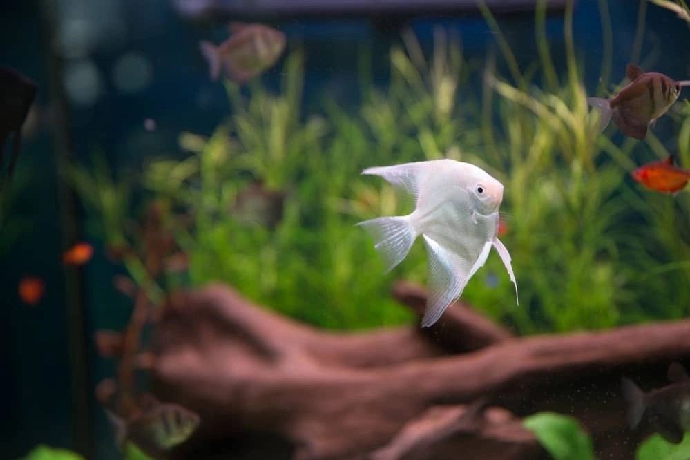 Do Fish Get Tired Of Swimming? Fish Keeper Guide