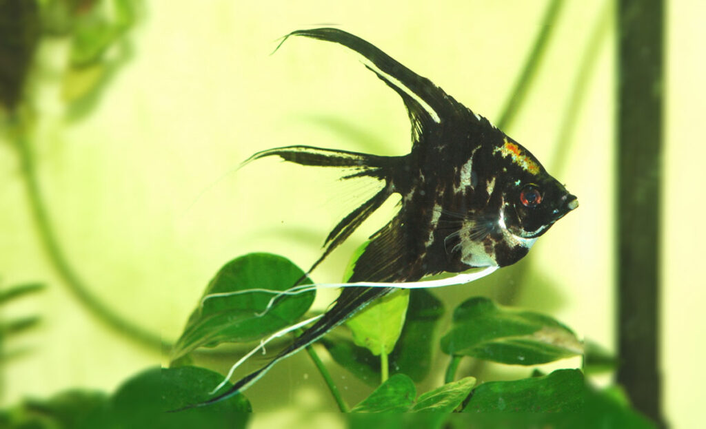 Platy Care Guide Tank, Feeding & Breeding Fishkeepers Handbook