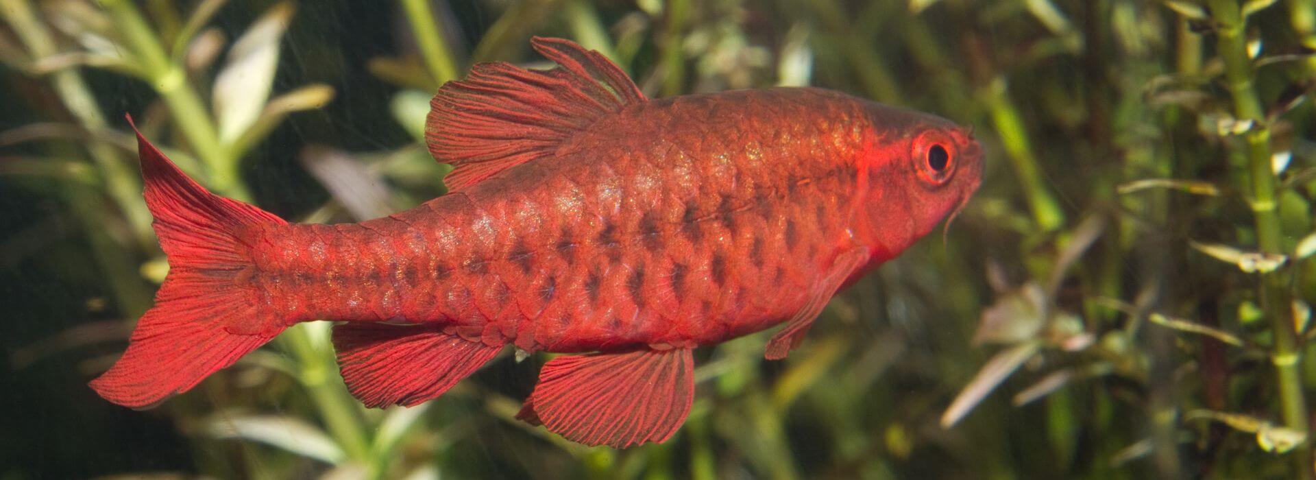 The Best Plants for Cherry Barbs Fishkeepers Handbook