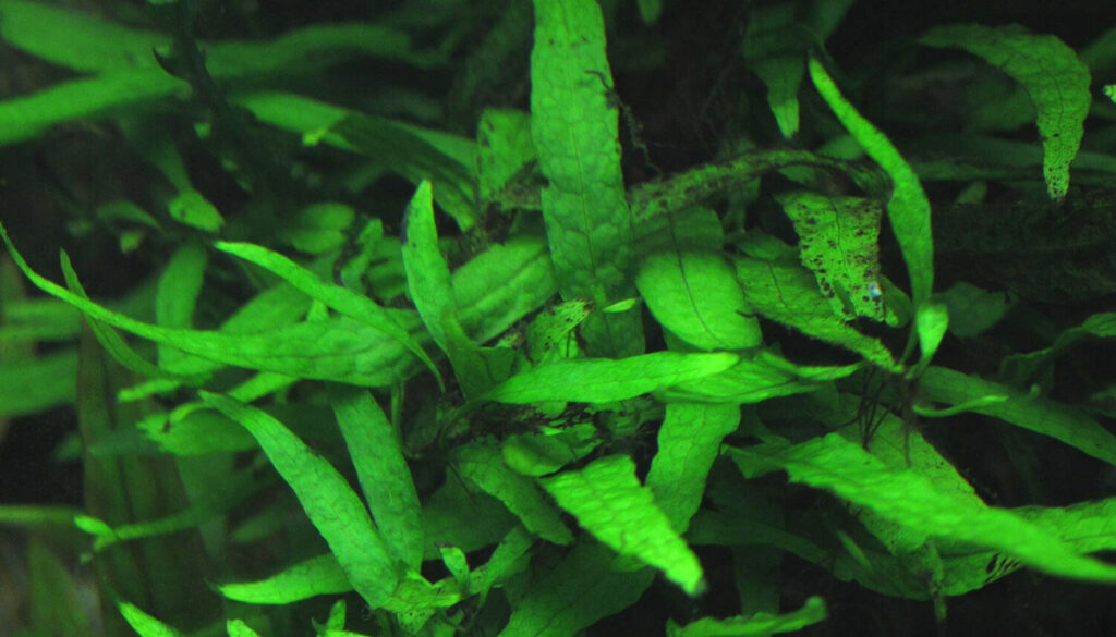 The Best Plants for Guppies Fishkeepers Handbook