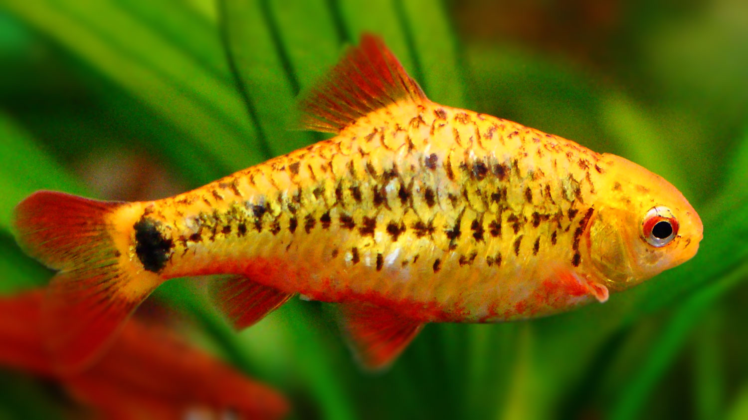 The Best Plants for Golden Barbs Fishkeepers Handbook