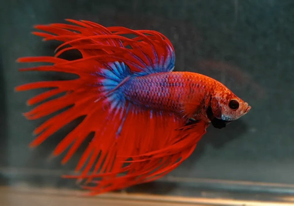 Do Bettas Need a Heater? Fishkeepers Handbook